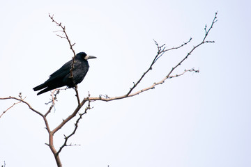 black crow sits on the branches of acacia