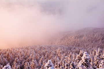 Scenic view of snow covered trees during sunset