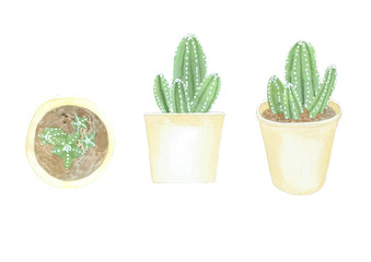 Hand painted watercolor set of cactus isolated on white background. Various views top, side and perspective for your unique decoration with greeting cards, banner, label.