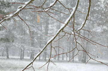 Tree branches in the snow-covered forest.