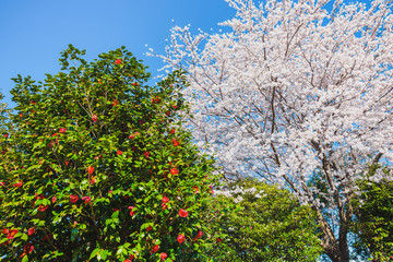 Fototapeta na wymiar 桜の花と椿の花
