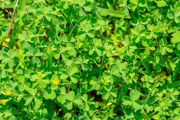 green leaves of shamrock plant in sunny day like background, St Patricks concept