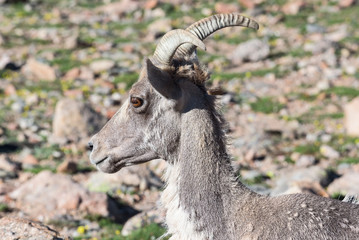 Wild Colorado Rocky Mountain Bighorn Sheep