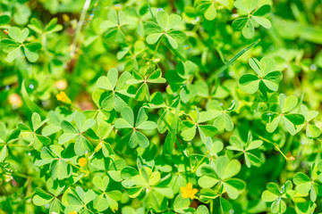 meadow with green leaves and flowers of shamrock plant in sunny day like background, St Patricks concept