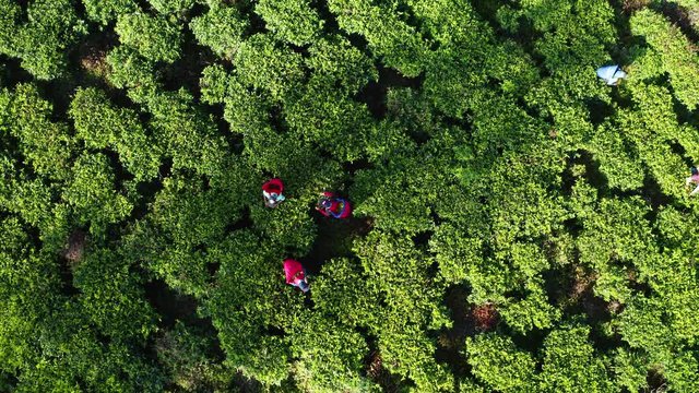 Aerial view of tea plantations, fields, waterfall and people picking up tea during sunrise. Sri Lanka Island