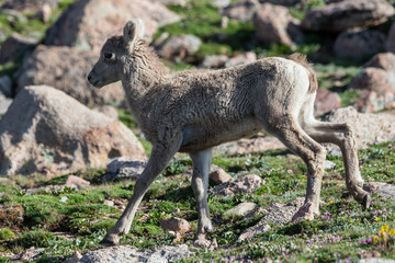 Wild Colorado Rocky Mountain Bighorn Sheep