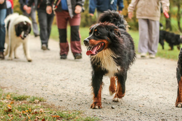 A picture of the adult Bernese Mountain Dog during the walk in the autumn nature. He enjoys this while he´s among the people and other dogs.