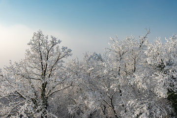 Winterwald