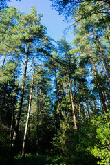 Obraz premium In the forest.