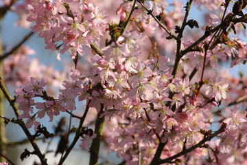 Obraz premium kirschblüten