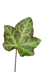 Fototapeta premium Ivy leaf isolated on white background. Hedera helix, common ivy, English ivy, European ivy, just ivy. Winter leaf.