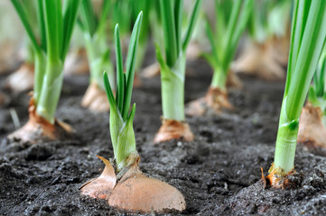 close-up of growing green onion in the vegetable garden - Powered by Adobe