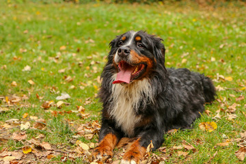 A portrait picture of the adult Bernese Mountain dog in the leaves in the autumn forest. 