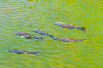 Fish in a transparent green water lake