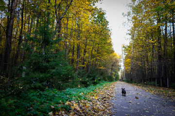 Obraz premium In the forest