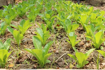 fresh lettuce hydroponics for health in garden