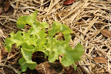 fresh lettuce hydroponics for health in garden
