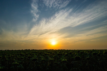 Fototapeta na wymiar field of sunflowers, in the rays of a magnificent sunset and the road going into the distance
