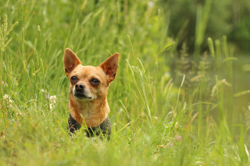 A portrait picture of the chihuahua dog during the walk in the nature. He lies in the grass by the water. 