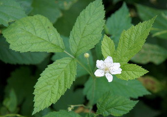 Plant and flower of Rubus