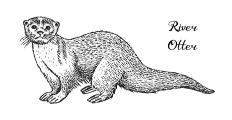 Wild river otter, forest animal. Vintage monochrome style. Mammal in Eurasia and North American. Engraved hand drawn sketch for banner or label.