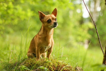 A portrait picture of the chihuahua dog during the walk in the nature. 