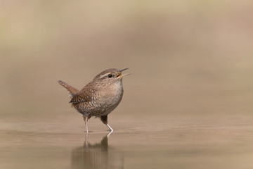 Magnifica natura, uno scricciolo cammina nel fiume (Troglodytes troglodytes)