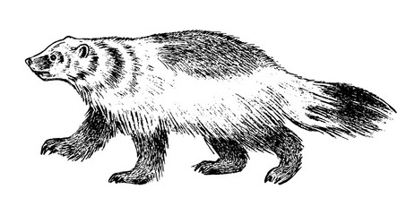 Fototapeta premium Wild Badger, forest animal. Symbol of the north. Vintage monochrome style. Mammal in Europe. Engraved hand drawn sketch for banner or label.