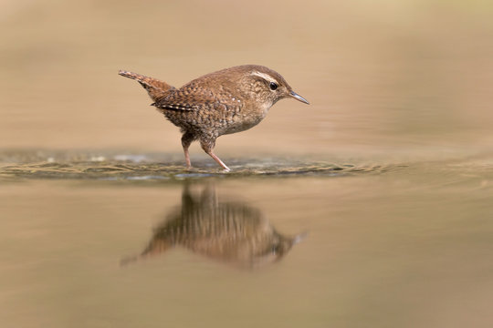 Magnifica natura, uno scricciolo cammina nel fiume (Troglodytes troglodytes)