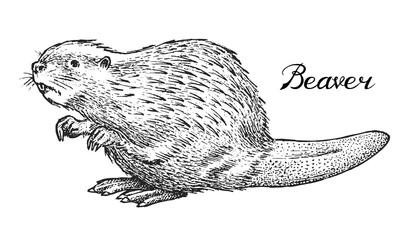 River beaver, Wild animal. Symbol of the north and the forest. Vintage monochrome style. Mammal in Europe. Engraved hand drawn sketch for banner or label. © artbalitskiy