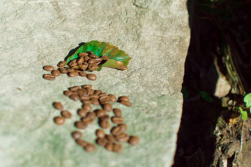 Coffee grains scattered on the stone.