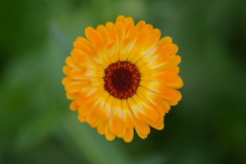 orange-yellow flower with many petals on a green background