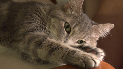 Portrait of gray domestic striped cat