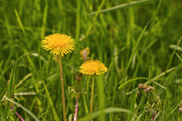 yellow dandelion flower in a green grass