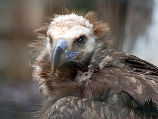 portrait of a vulture