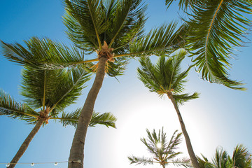 Tropical palm trees and leaves, blue sky and sun lights on background.