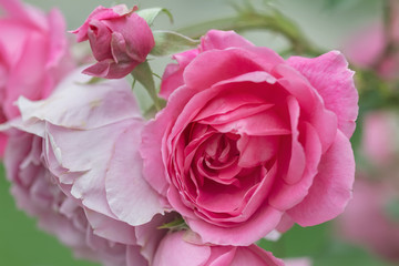 Pink roses in the garden.