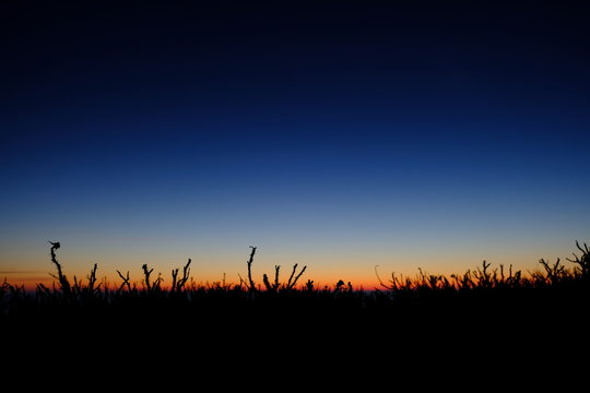 sunset with bush © dirk