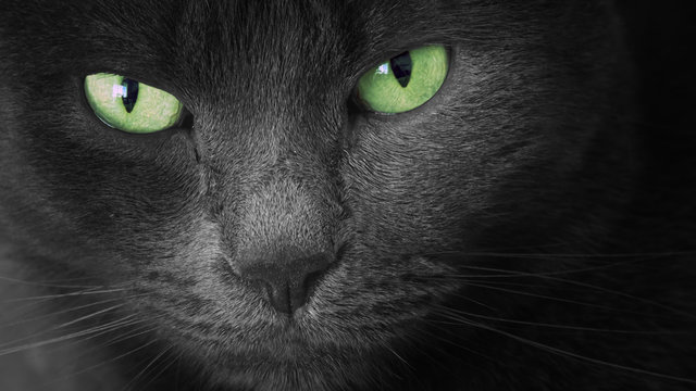 Portrait of black cat with green eyes