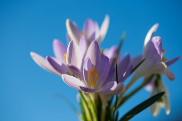 Naklejka premium Krokusse mit blauem Himmel