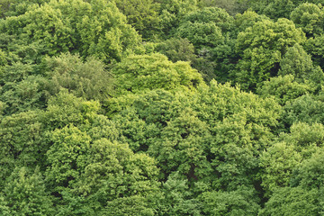 Fototapeta na wymiar green leaves of the tree crown as a background