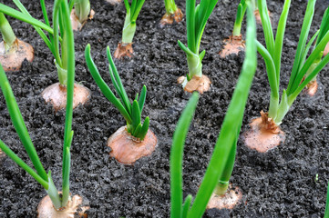close-up of growing green onion in the vegetable garden, view from above