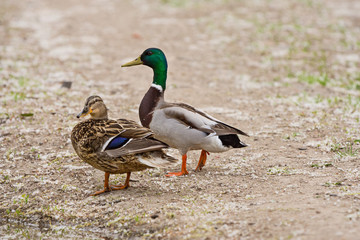 wild duck, male and female on a forest path