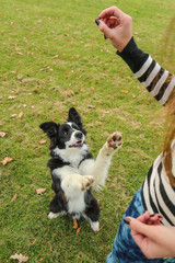 The young border collie puppy is sitting and giving up his front paws. He begs for a dainty from his owner. 