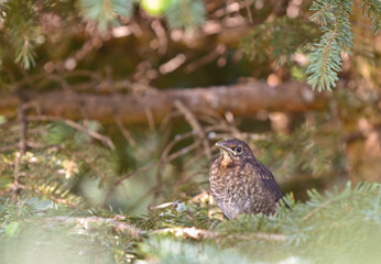 young thrush sitting in a tree crown