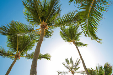 Naklejka premium Tropical palm trees and leaves, blue sky and sun lights on background.