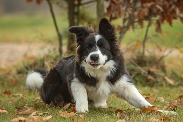 A picture of the young border collie puppy enjoying the walk in the nature. 