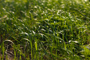 leaf of grass under the sun. Spring comming