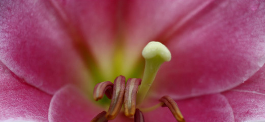 Pink petals, stamens and pestle of a flower of a lily close up.