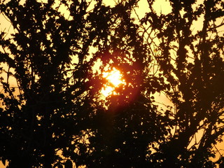 Naklejka premium Looking at the sun set through the trees